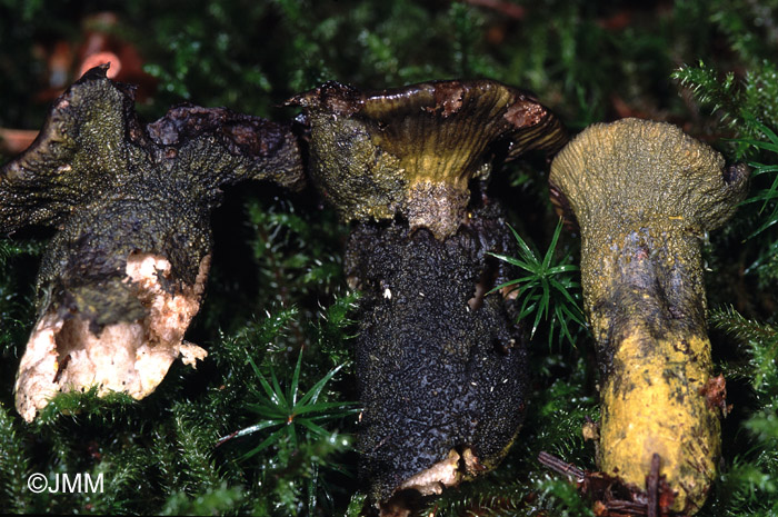 Hypomyces viridis sur Russula sp.