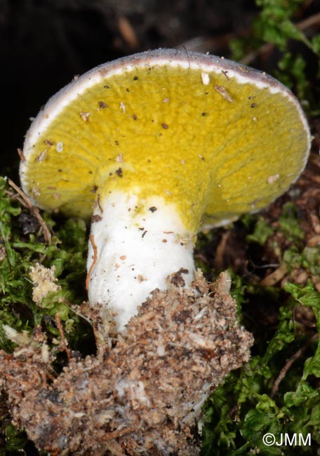 Hypomyces viridis sur Russula fragilis