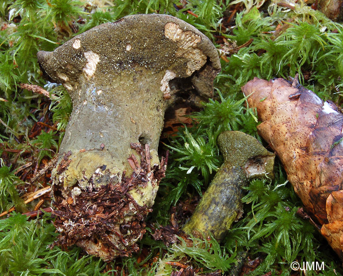 Hypomyces viridis sur Russulaceae sp.