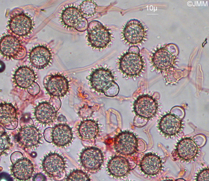 Mycogone cervina : conidies