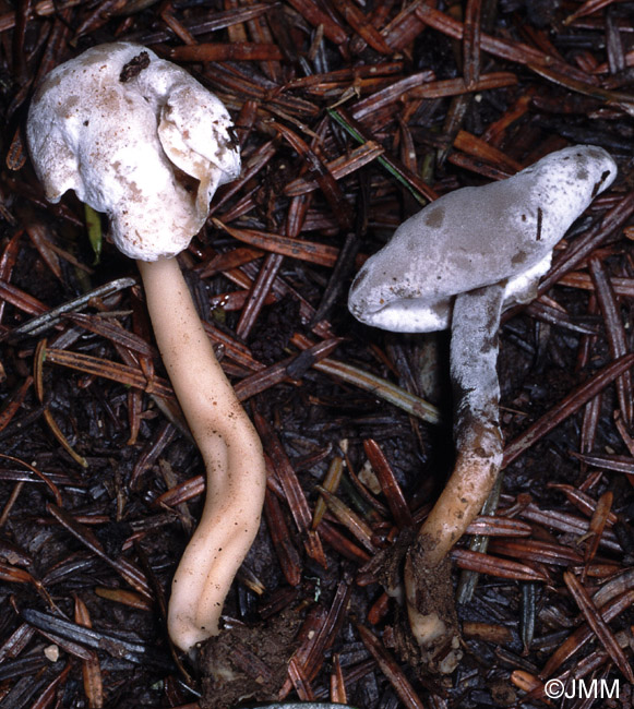 Mycogone cervina sur Helvella elastica