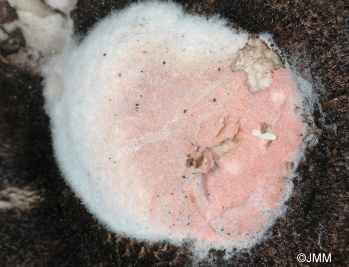 Mycogone rosea sur Tricholoma atrosquamosum