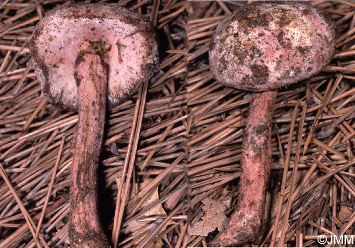 Mycogone rosea sur Agaricale sp.