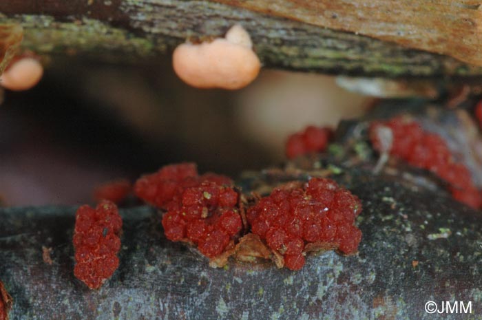 Nectria cinnabarina : anamorphe et tlomorphe