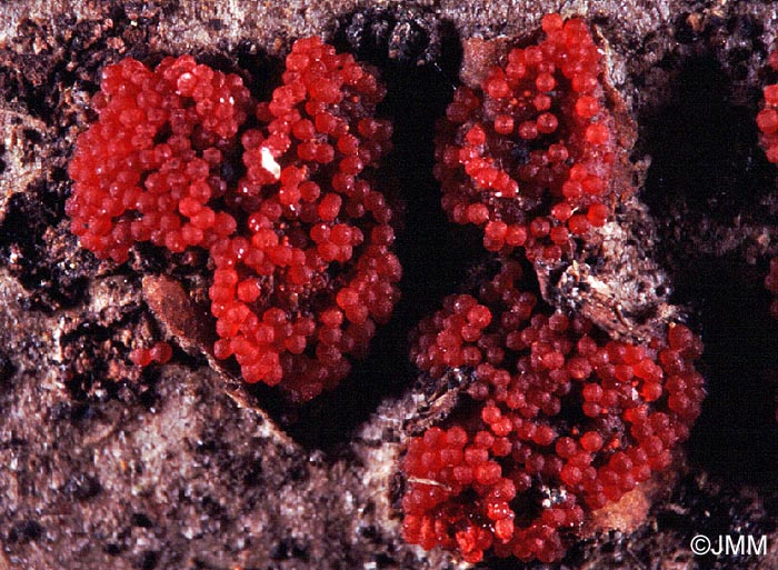 Nectria coccinea