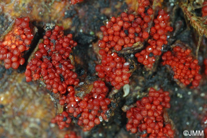 Nectria coccinea