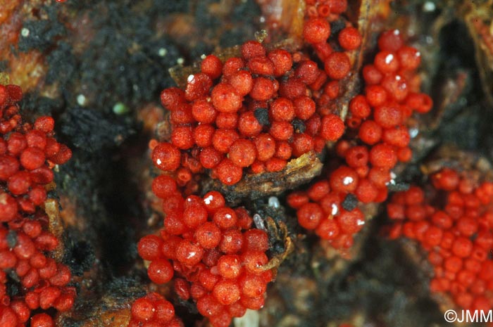 Nectria coccinea