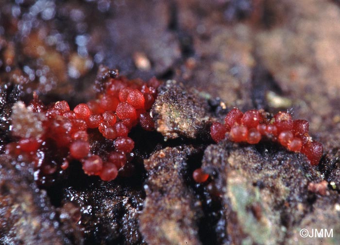 Nectria hederae