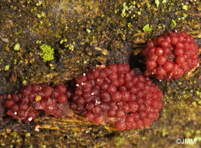 Nectria punicea = Neonectria punicea