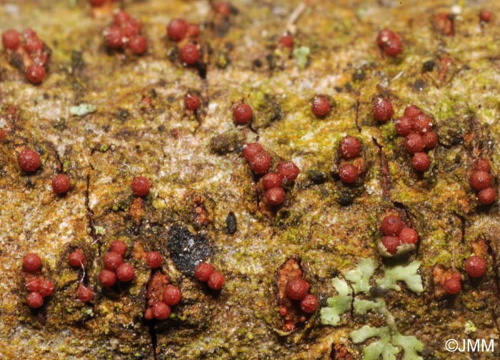 Nectria punicea = Neonectria punicea