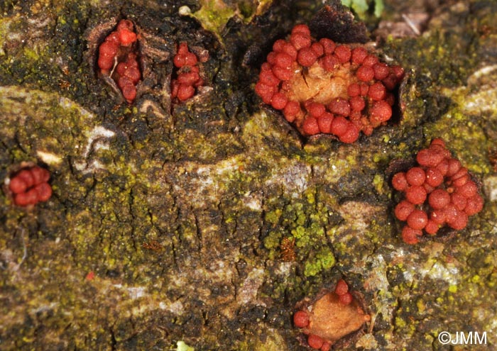 Nectria punicea = Neonectria punicea