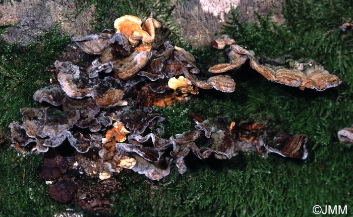 Nectriopsis aureonitens sur Stereum hirsutum