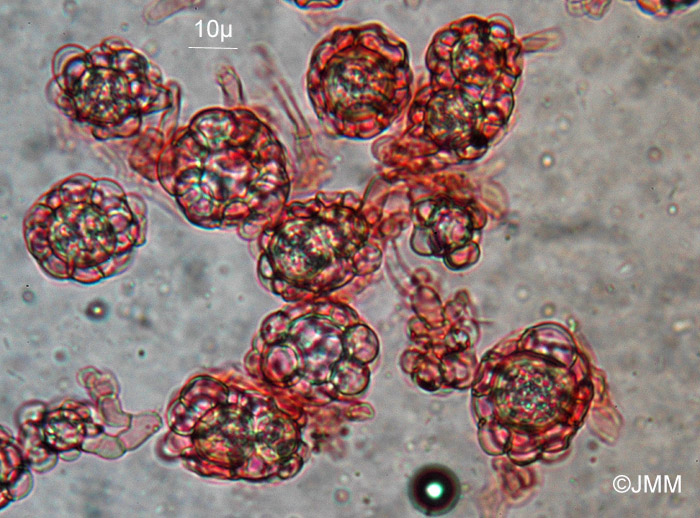 Papulospora candida : conidies