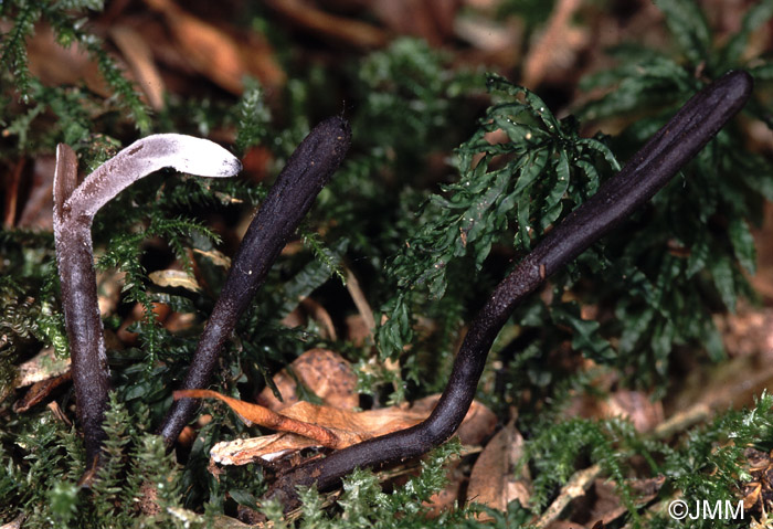 Papulaspora candida sur Geoglossum barlae