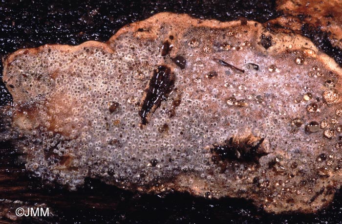 Protocrea farinosa = Hypocrea farinosa