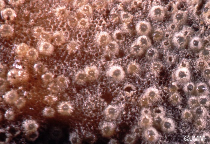 Protocrea farinosa = Hypocrea farinosa