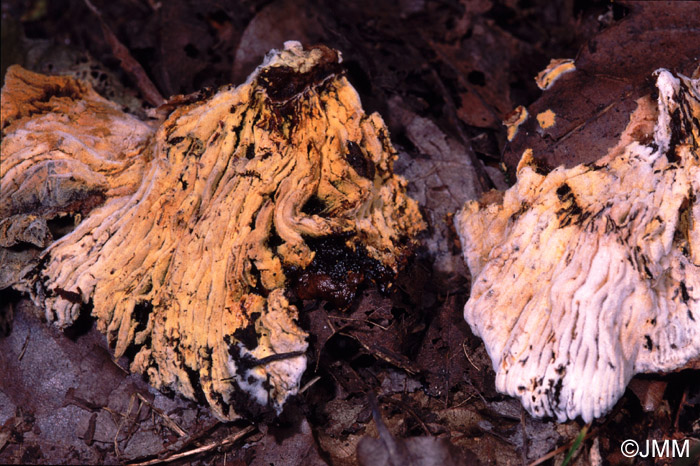 Sepedonium chrysospermum sur Paxillus filamentosus