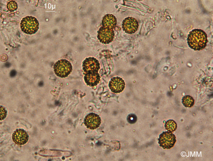 Sepedonium chrysospermum : Aleuriospores