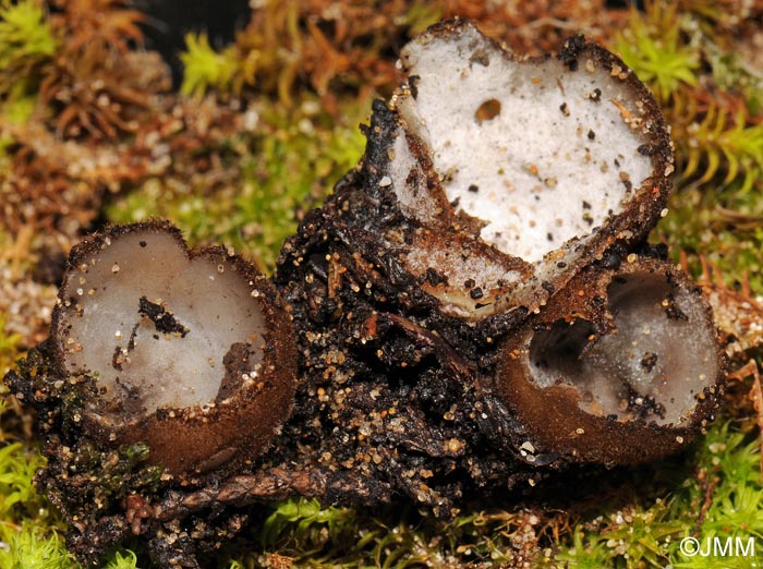 Stephanoma strigosum sur Humaria haemisphaerica