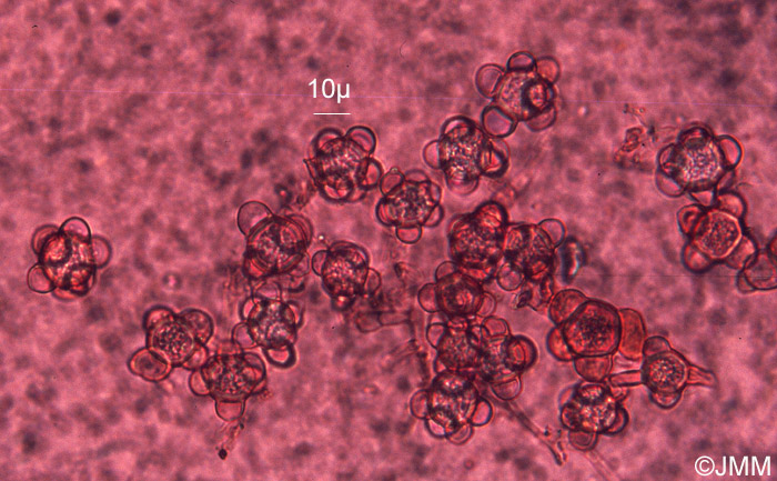 Stephanoma strigosum : conidies