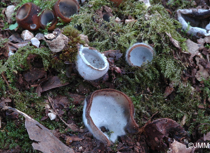 Stephanoma strigosum sur Humaria haemisphaerica