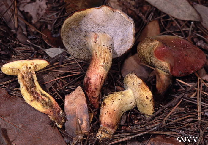 Sepedonium chrysospermum sur Xerocomus redeuilhii