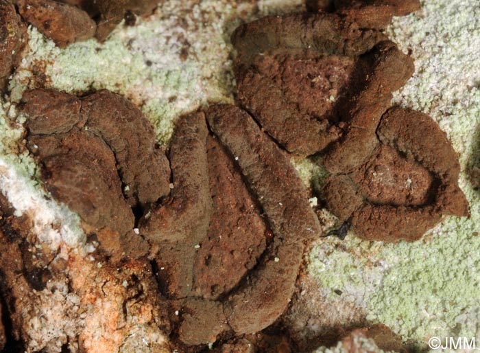 Hypoxylon cercidicola