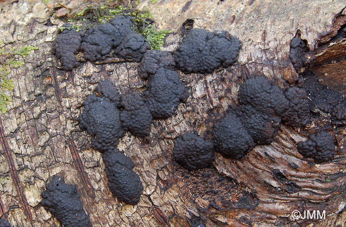 Hypoxylon multiforme