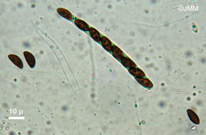 Hypoxylon petriniae : asque et spores