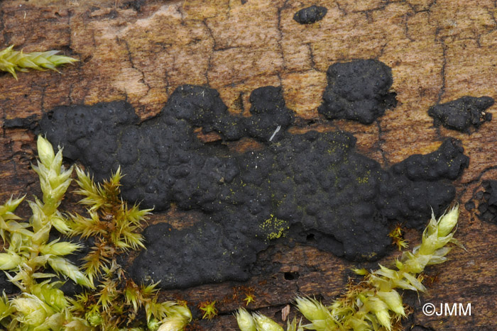 Hypoxylon serpens = Nemania serpens