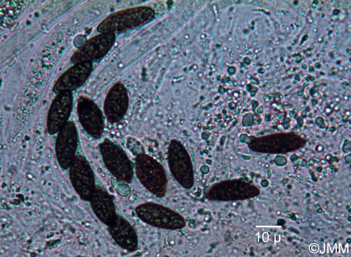 Hypoxylon vogesiacum : asque et spores