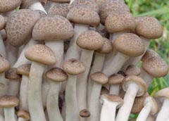 Hypsizygus tessulatus