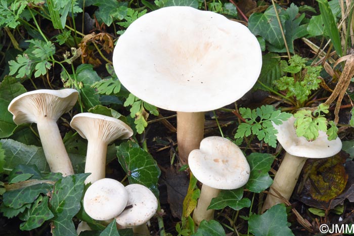 Infundibulicybe geotropa