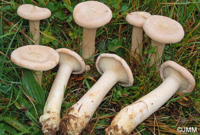 Clitocybe geotropa= Infundibulicybe geotropa