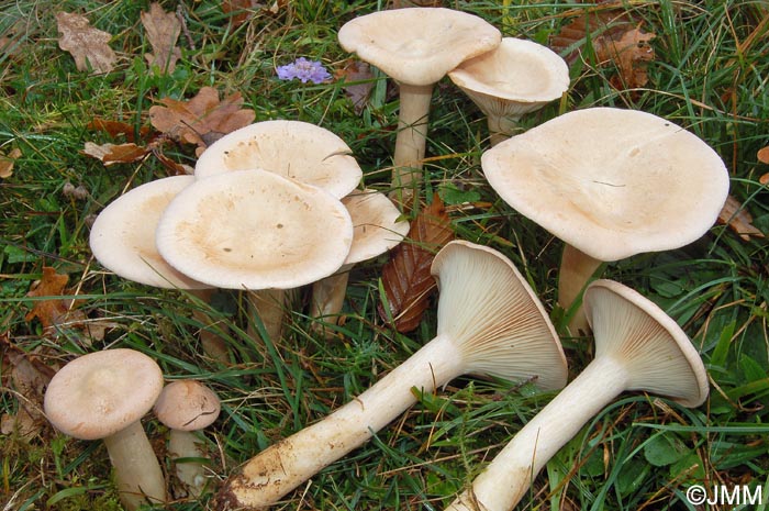 Clitocybe geotropa= Infundibulicybe geotropa