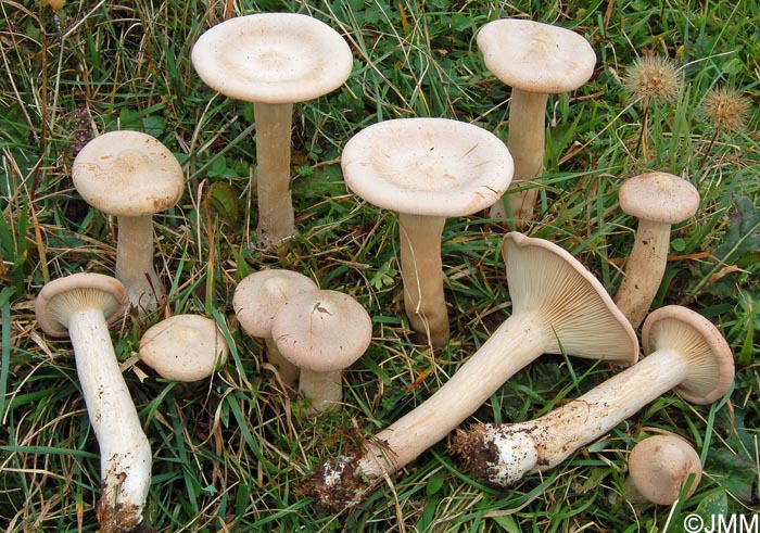 Clitocybe geotropa= Infundibulicybe geotropa