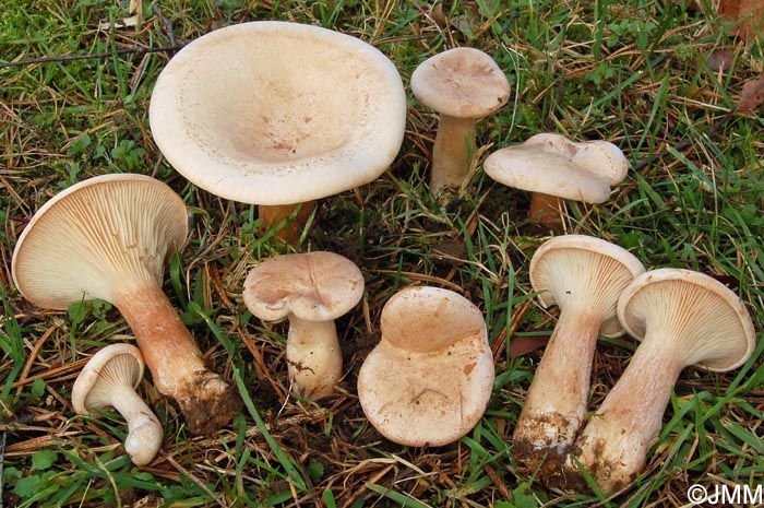 Clitocybe geotropa= Infundibulicybe geotropa