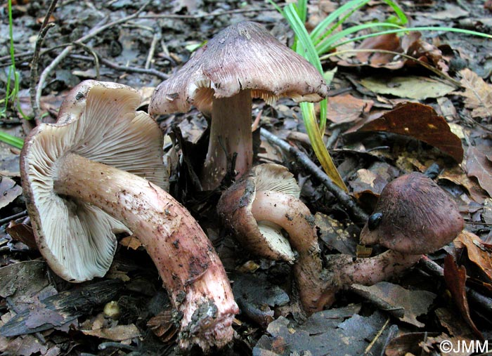 Inocybe jurana = Inosperma adaequatum