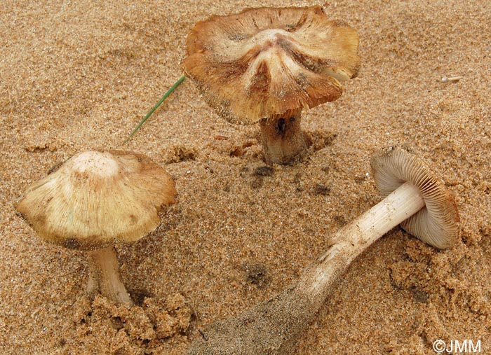 Inocybe arenicola