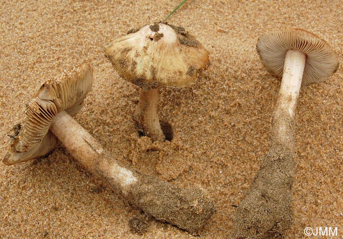 Inocybe arenicola