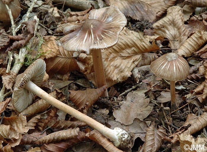 Inocybe asterospora