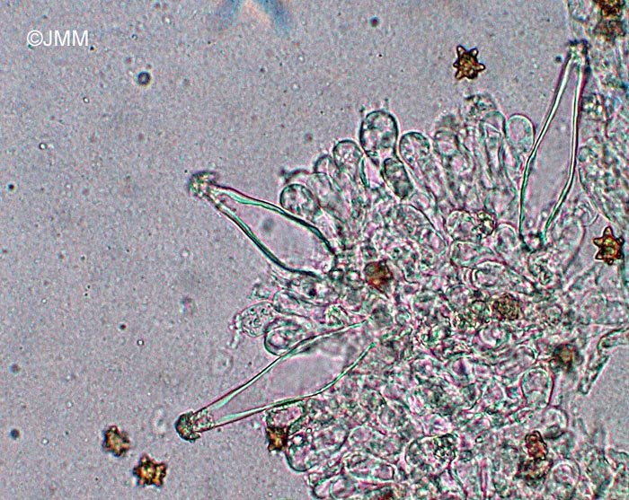 Inocybe asterospora : spores et cystides