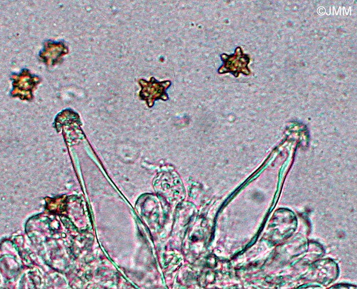 Inocybe asterospora : spores et cystides