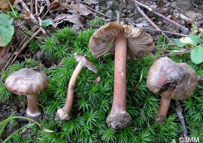 Inocybe asterospora