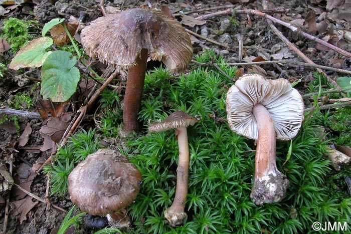 Inocybe asterospora