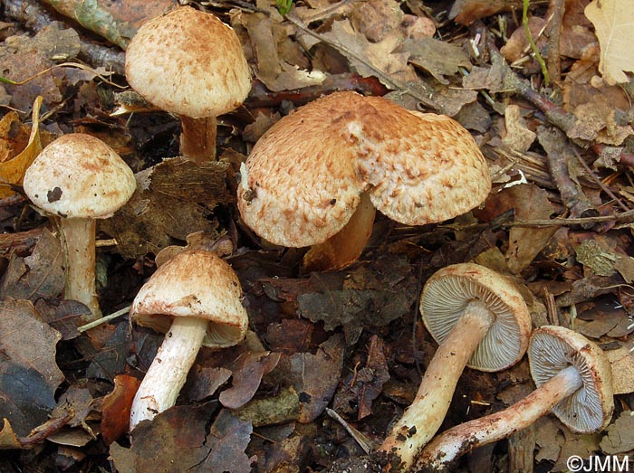 Inocybe bongardii