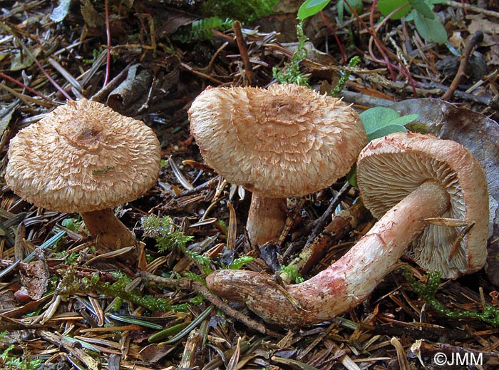 Inocybe bongardii