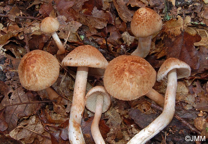 Inocybe bongardii