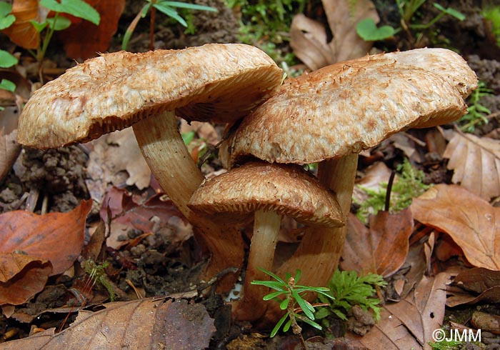 Inocybe bongardii