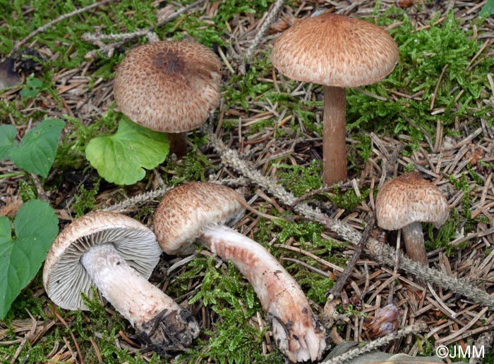 Inocybe bongardii